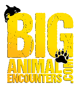 Big Animal Encounters