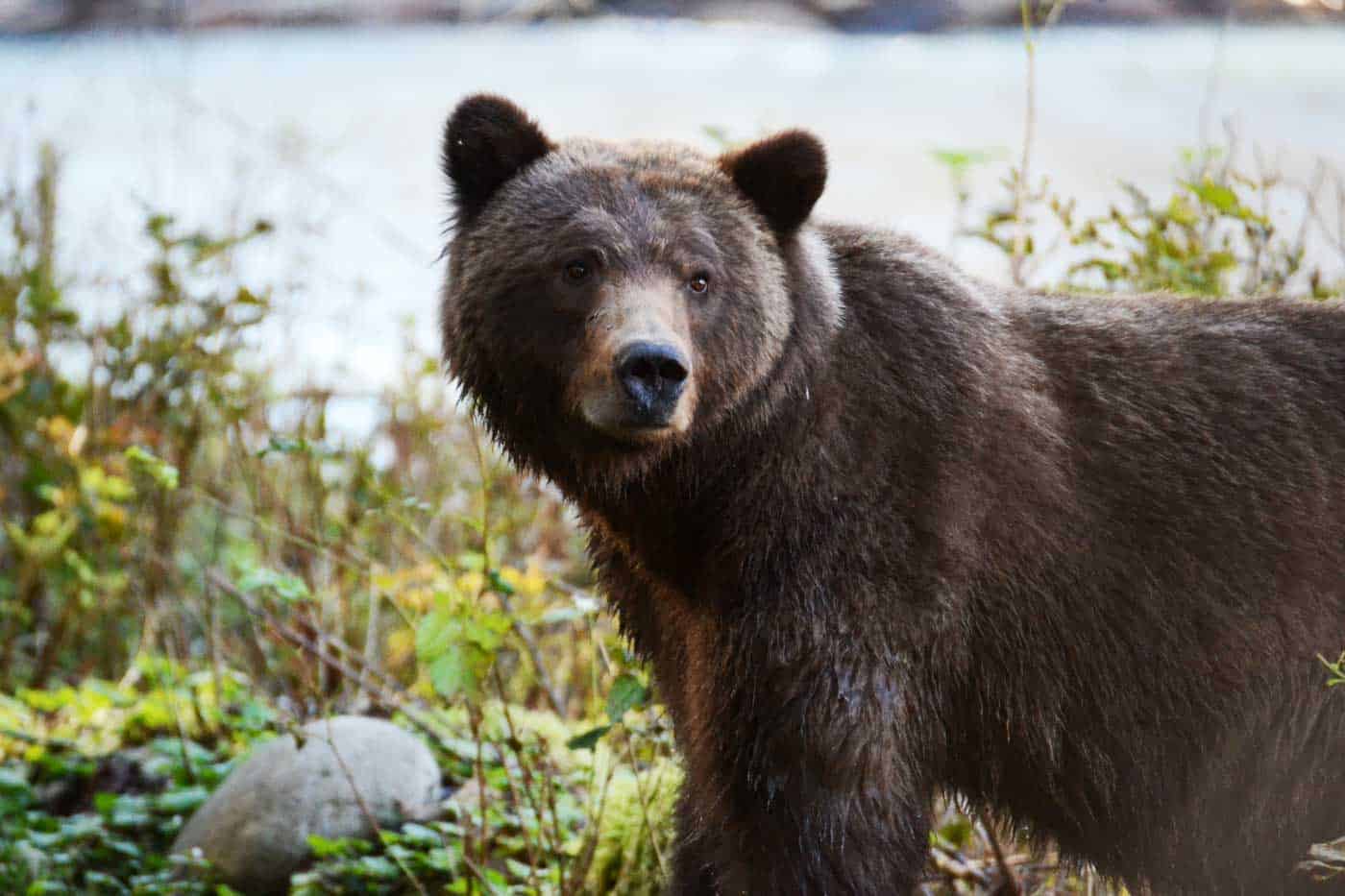 Grizzly Bear Tours - Big Animal Encounters - Whale Watching and Bear ...