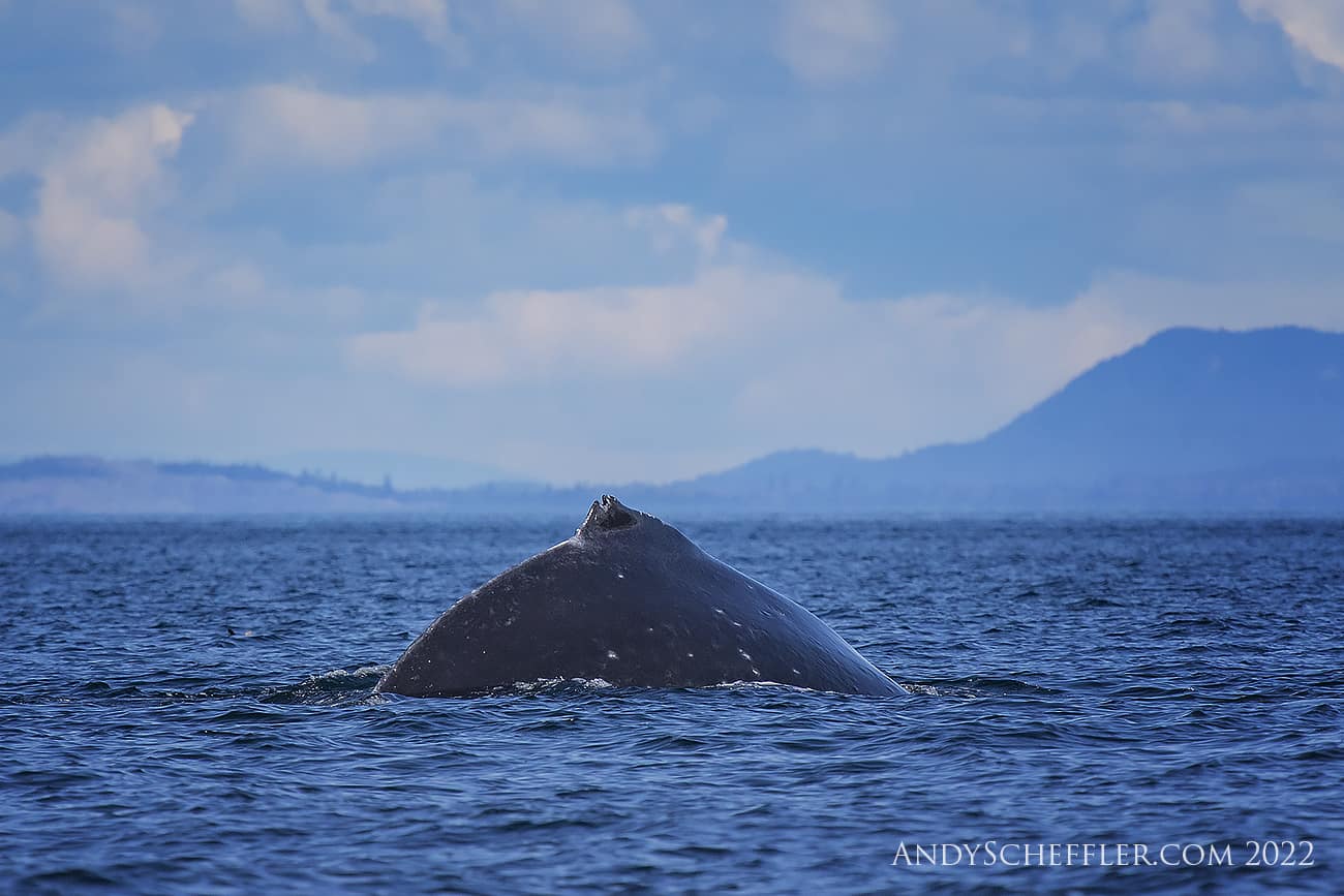 Humpback Whale Campbell River BC