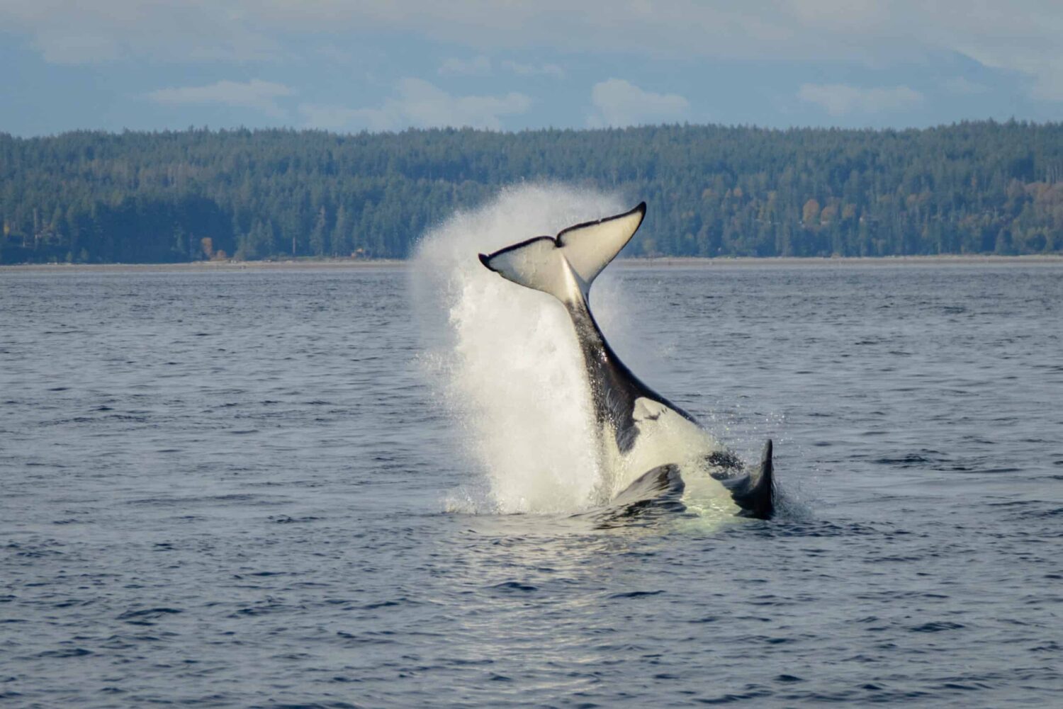 Killer Whale Campbell River BC