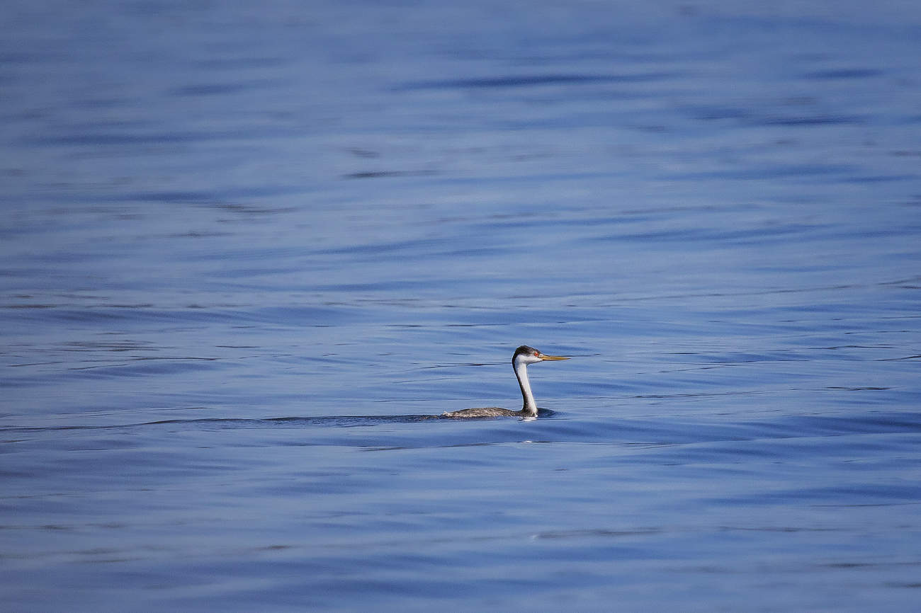 western grebe campbell river