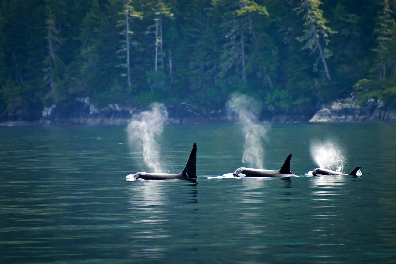 campbell river whale watching vancouver island killer whale orca tour