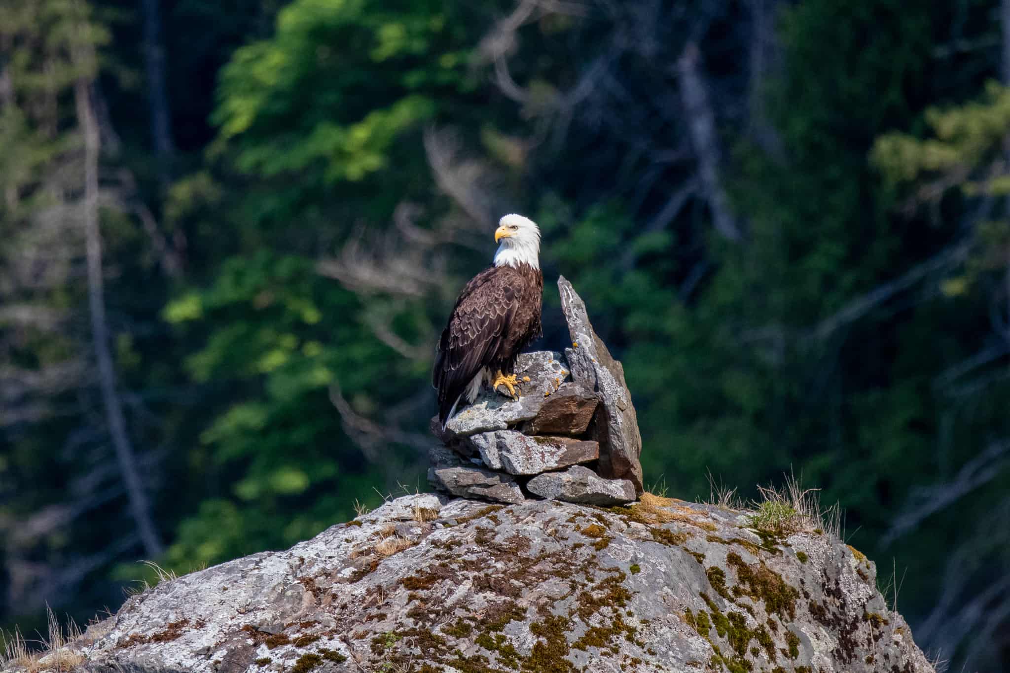bald eagle - campbell river whale watching