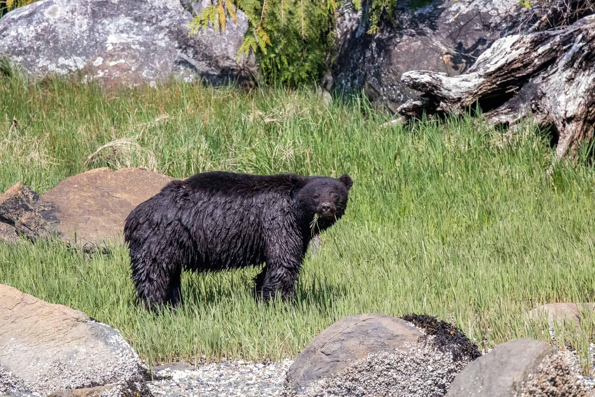 black bear eating sedge grasses campbell river bc