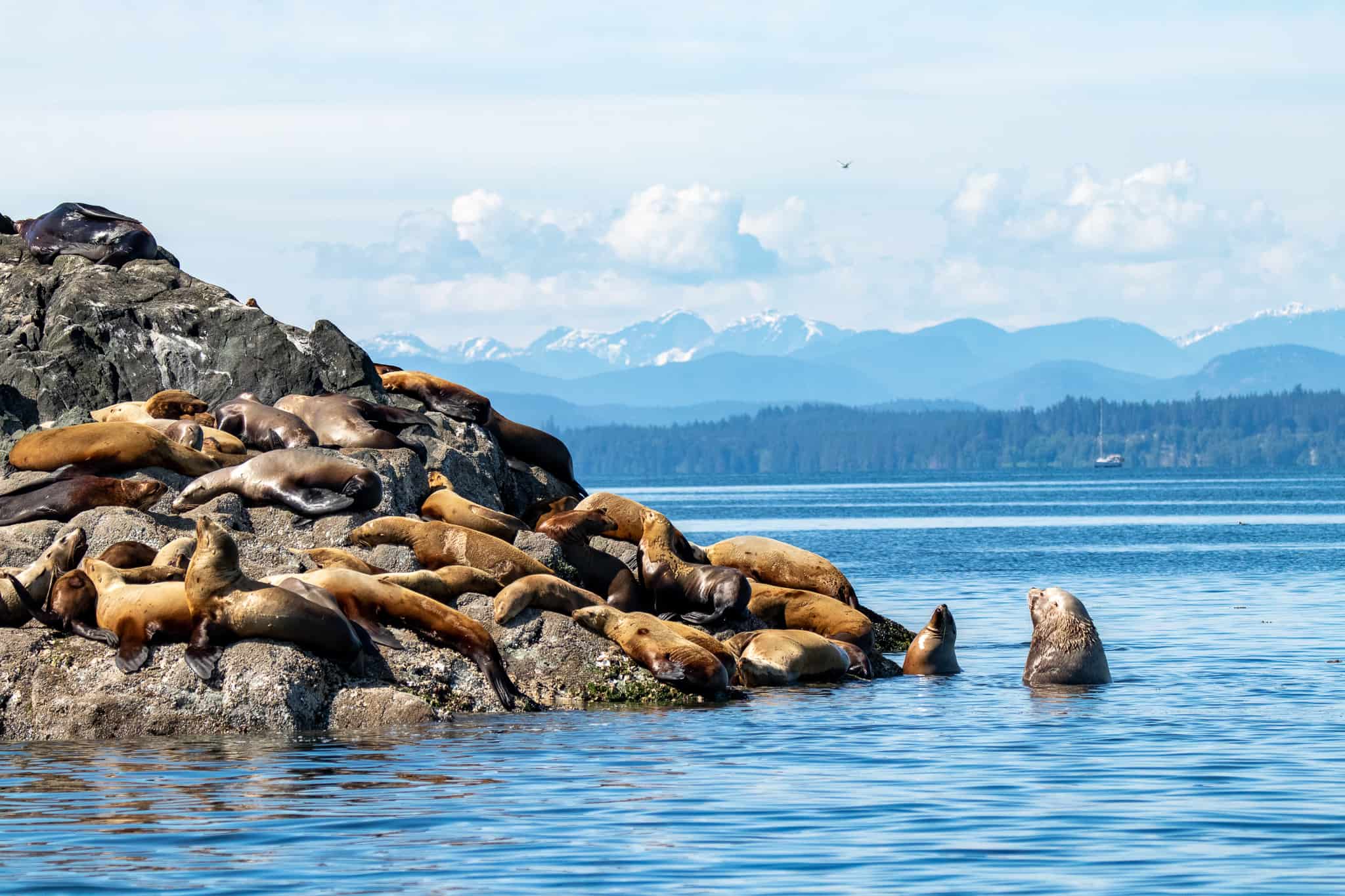 steller sea lions mitlenatch island- campbell river whale watching